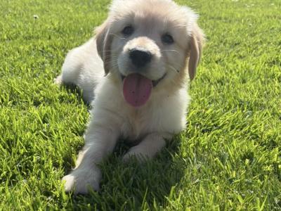 Purebred female Golden Retriever puppies in Limerick
