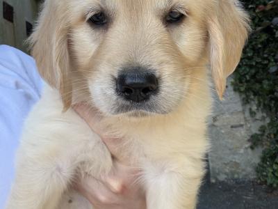 Purebred female Golden Retriever puppies in Limerick