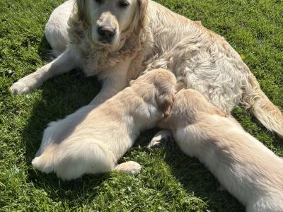 Purebred female Golden Retriever puppies in Limerick