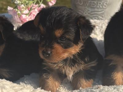 The Adoreables Miniature Yorkshire Terrier puppies in Wexford