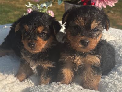 The Adoreables Miniature Yorkshire Terrier puppies in Wexford