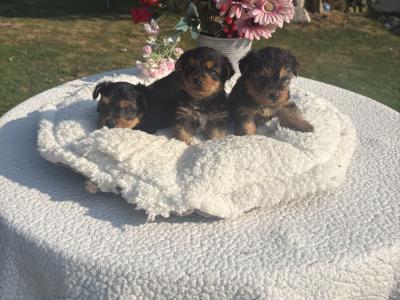 The Adoreables Miniature Yorkshire Terrier puppies in Wexford