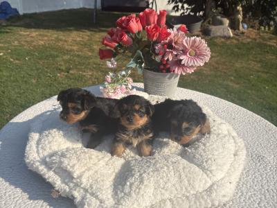 The Adoreables Miniature Yorkshire Terrier puppies in Wexford