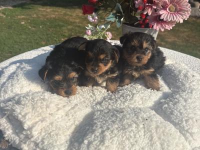The Adoreables Miniature Yorkshire Terrier puppies in Wexford