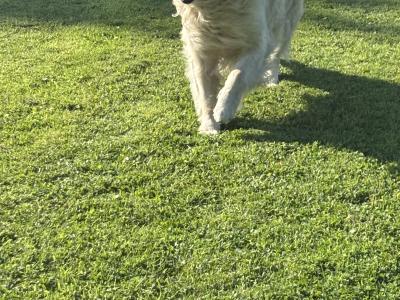 Purebred female Golden Retriever puppies in Limerick