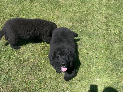Newfoundland x Bernese Mountain Dog puppies in Limerick