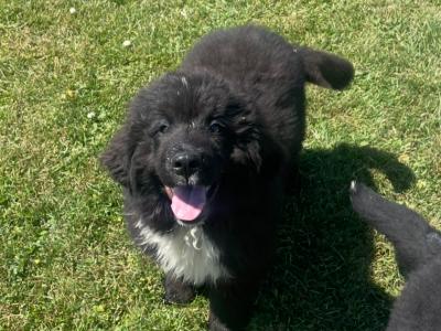 Newfoundland x Bernese Mountain Dog puppies in Limerick