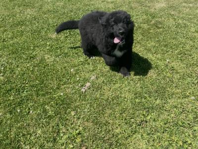 Newfoundland x Bernese Mountain Dog puppies in Limerick