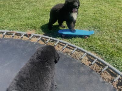 Newfoundland x Bernese Mountain Dog puppies in Limerick