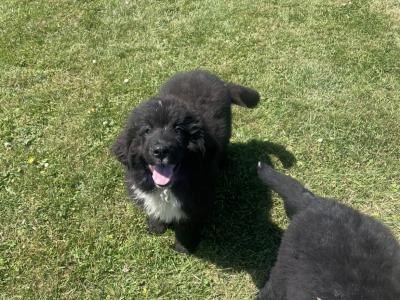 Newfoundland x Bernese Mountain Dog puppies in Limerick