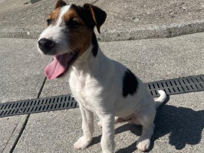 Lovely male Fox Terrier x Parson Russell Terrier puppy in Limerick