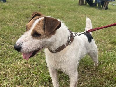Lovely male Fox Terrier x Parson Russell Terrier puppy in Limerick