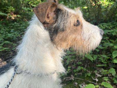 Lovely male Fox Terrier x Parson Russell Terrier puppy in Limerick