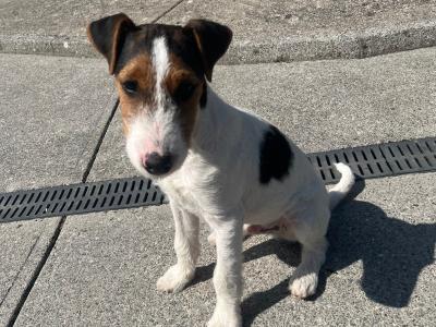 Lovely male Fox Terrier x Parson Russell Terrier puppy in Limerick