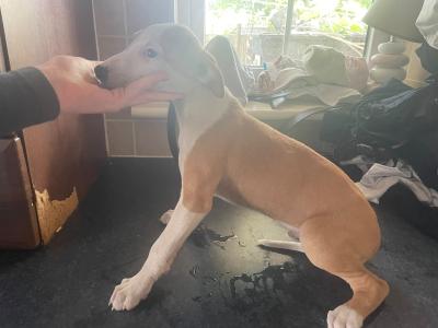 Beautifully coloured Whippet puppies in Laois