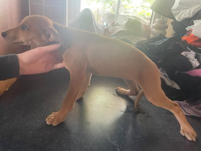 Beautifully coloured Whippet puppies in Laois