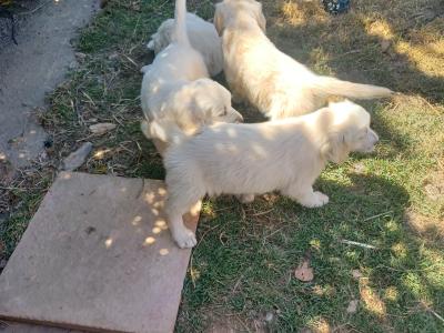 Golden Retriever puppies for sale in Cork