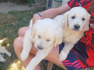 Golden Retriever puppies for sale in Cork