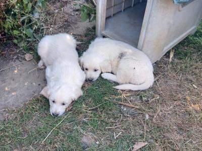 Golden Retriever puppies for sale in Cork