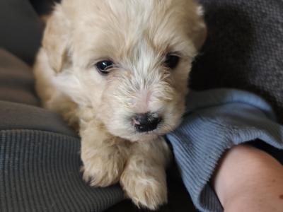 Beautiful Bernadoodle puppies in Galway