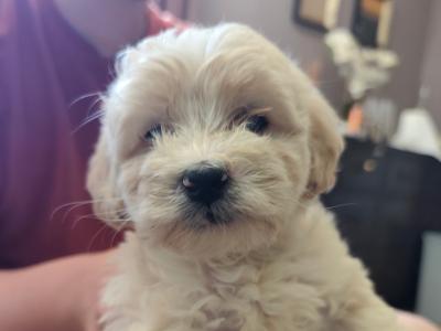 Beautiful Bernadoodle puppies in Galway