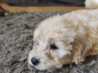 Beautiful Bernadoodle puppies in Galway