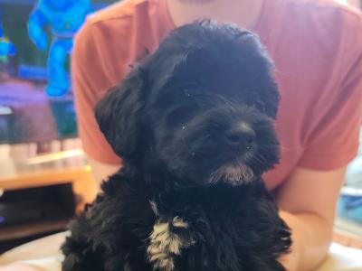Beautiful Bernadoodle puppies in Galway