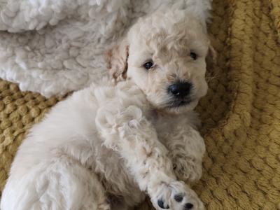 Beautiful Bernadoodle puppies in Galway