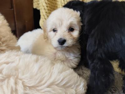 Beautiful Bernadoodle puppies in Galway