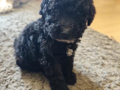 Beautiful Bernadoodle puppies in Galway