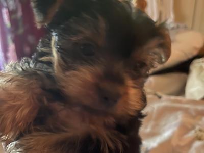 Yorkshire Terrier puppies in Monaghan €550