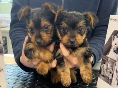 Yorkshire Terrier puppies in Monaghan €550