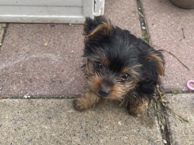 Yorkshire Terrier puppies in Monaghan €550