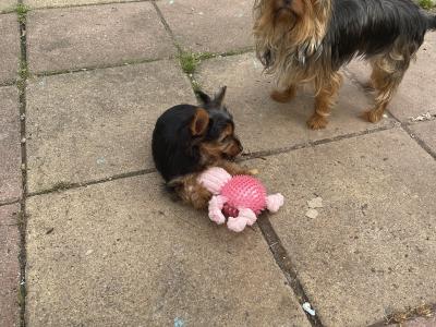 Yorkshire Terrier puppies in Monaghan €550