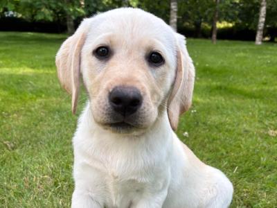 IKC Registered Labrador puppies in Kilkenny