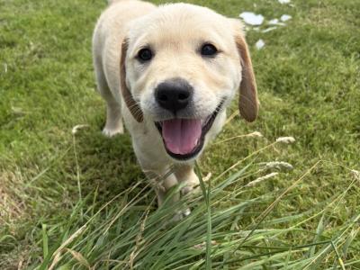 Golden Retriever x Black Labrador puppies in Leitrim