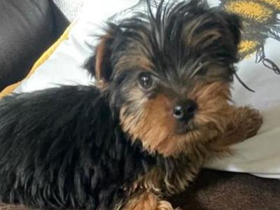 Miniature Yorkshire Terrier puppies for sale in Wexford