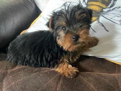 Miniature Yorkshire Terrier puppies for sale in Wexford