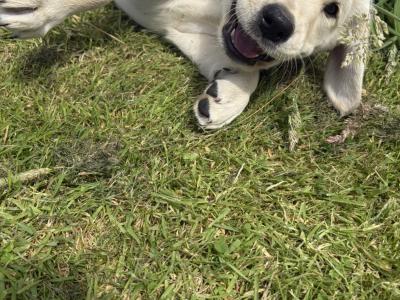Golden Retriever x Black Labrador puppies in Leitrim
