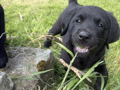 Golden Retriever x Black Labrador puppies in Leitrim