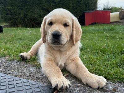 Golden Retriever x Black Labrador puppies in Leitrim