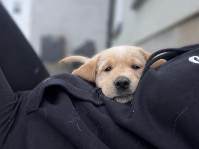 Golden Retriever x Black Labrador puppies in Leitrim