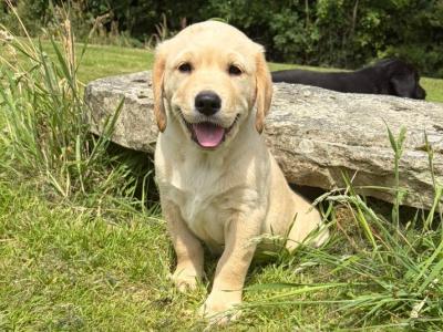 Golden Retriever x Black Labrador puppies in Leitrim