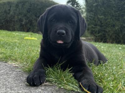 Golden Retriever x Black Labrador puppies in Leitrim