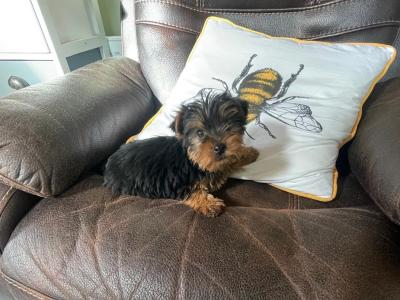 Miniature Yorkshire Terrier puppies for sale in Wexford