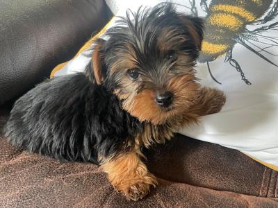 Miniature Yorkshire Terrier puppies for sale in Wexford