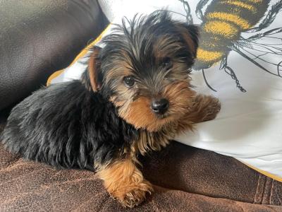 Miniature Yorkshire Terrier puppies for sale in Wexford