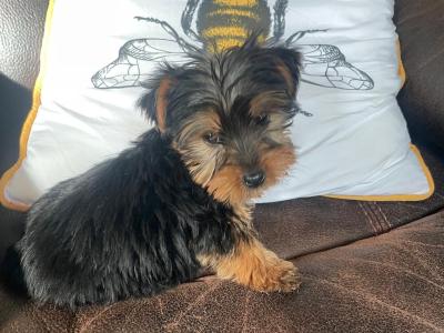 Miniature Yorkshire Terrier puppies for sale in Wexford