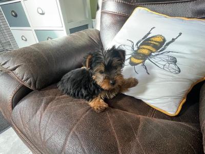 Miniature Yorkshire Terrier puppies for sale in Wexford