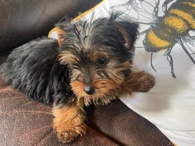 Miniature Yorkshire Terrier puppies for sale in Wexford